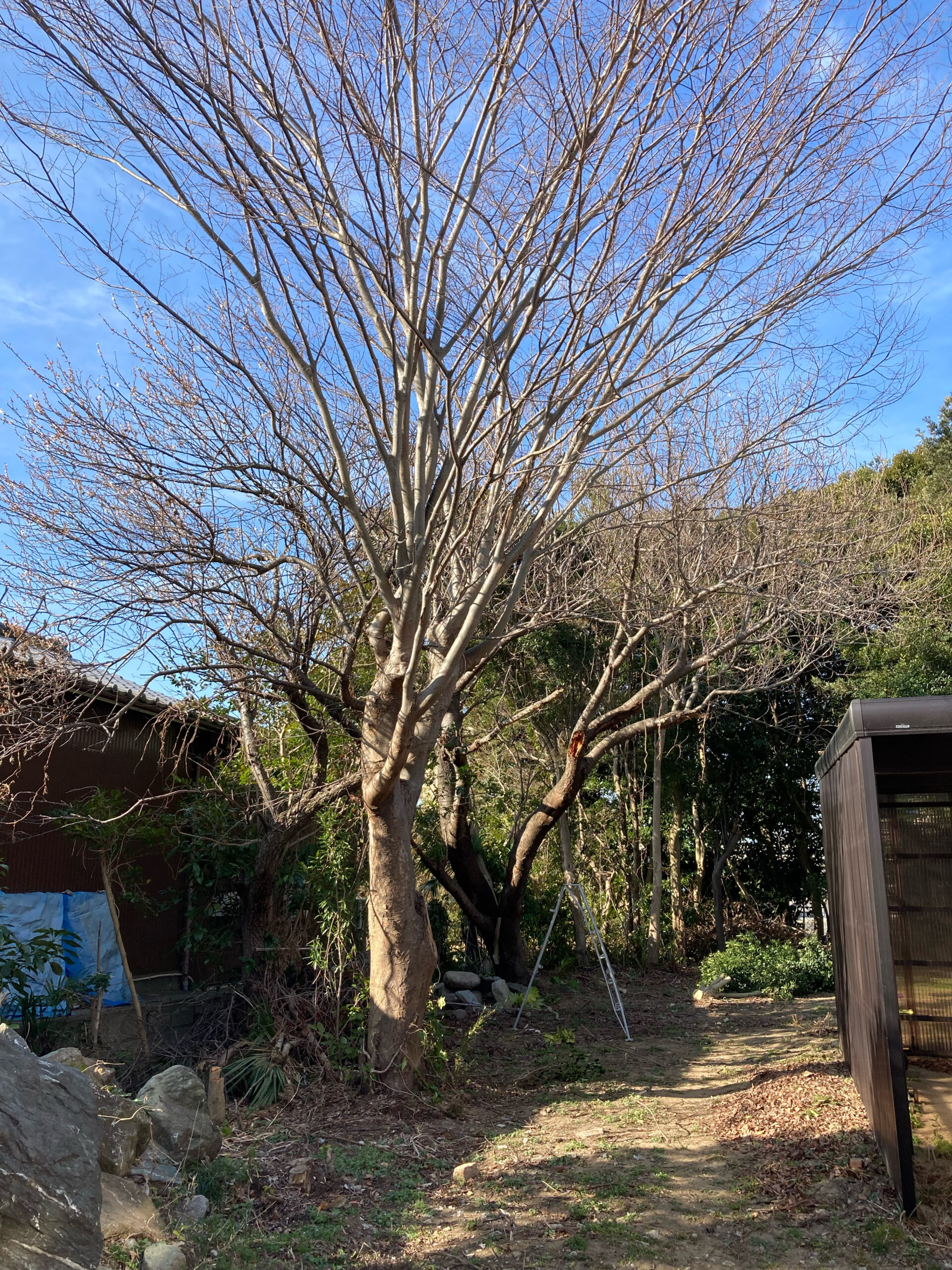 車庫にかかるケヤキ